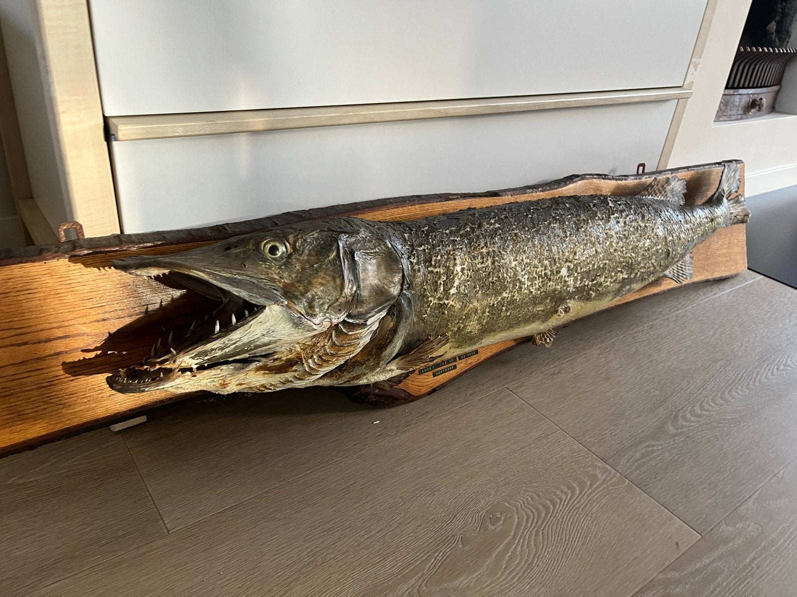 Opgezette snoek 1.25m op houten plank, Ophalen of Verzenden, Gebruikt, Overige soorten, Opgezet dier
