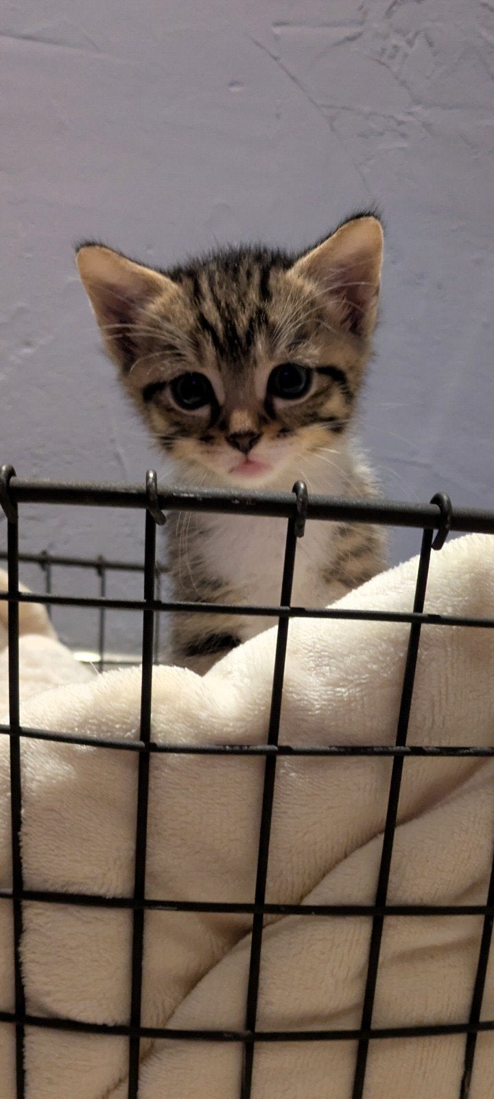 schattig kitten katertje, Poes