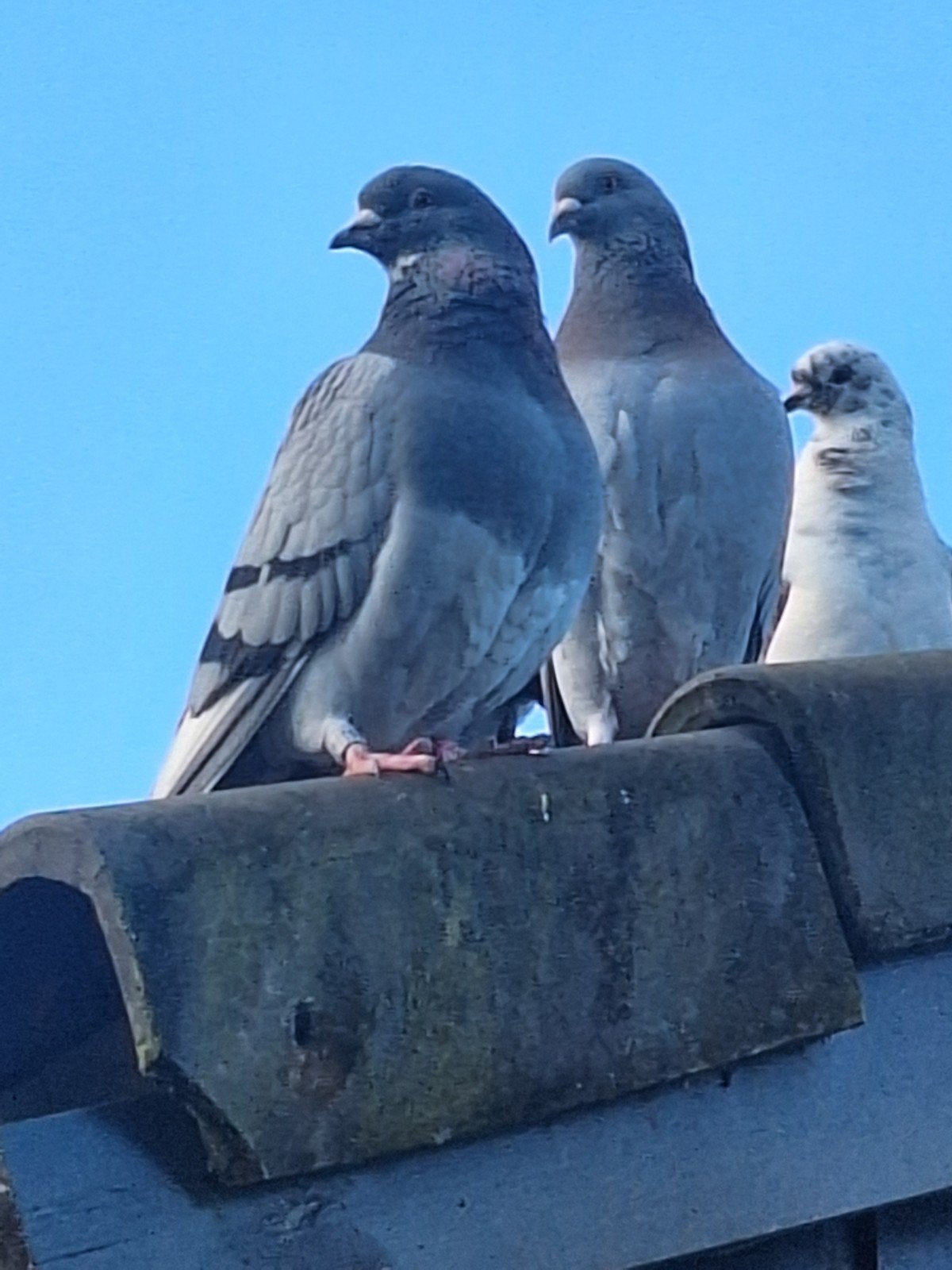 8 jonge postduiven NPO., Dieren en Toebehoren, Vogels | Duiven, Meerdere dieren, Postduif