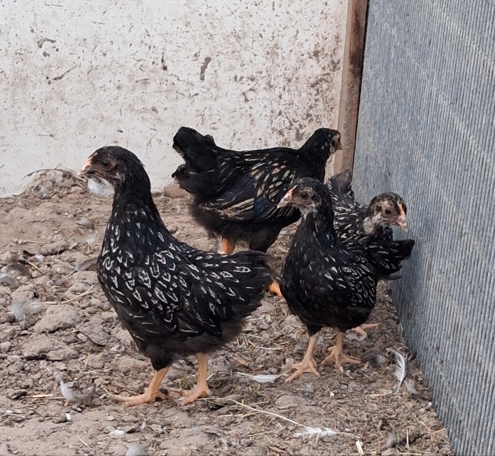 Barnevelder kriel kippen, Meerdere dieren, Kip