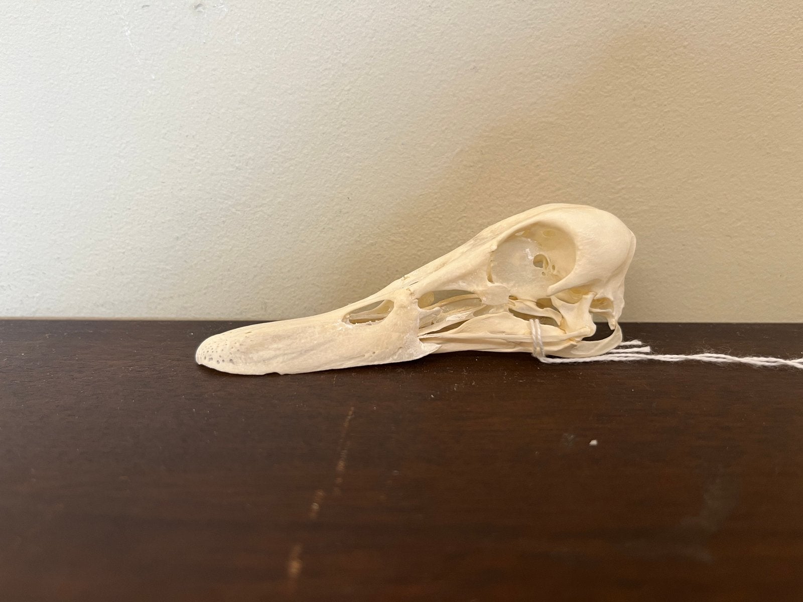 Schedel wilde eend, Ophalen of Verzenden, Nieuw, Vogel, Schedel