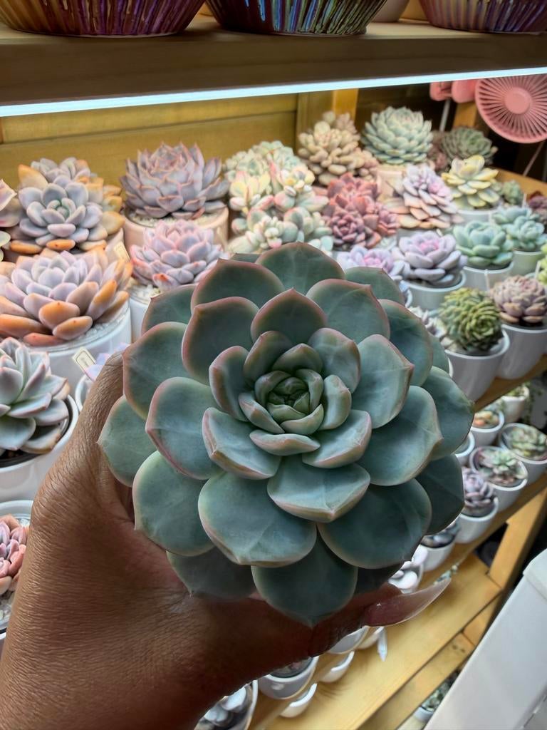 Prachtige Echeveria Succulent - Perfect voor Binnen, Verzenden, Halfschaduw, Minder dan 100 cm