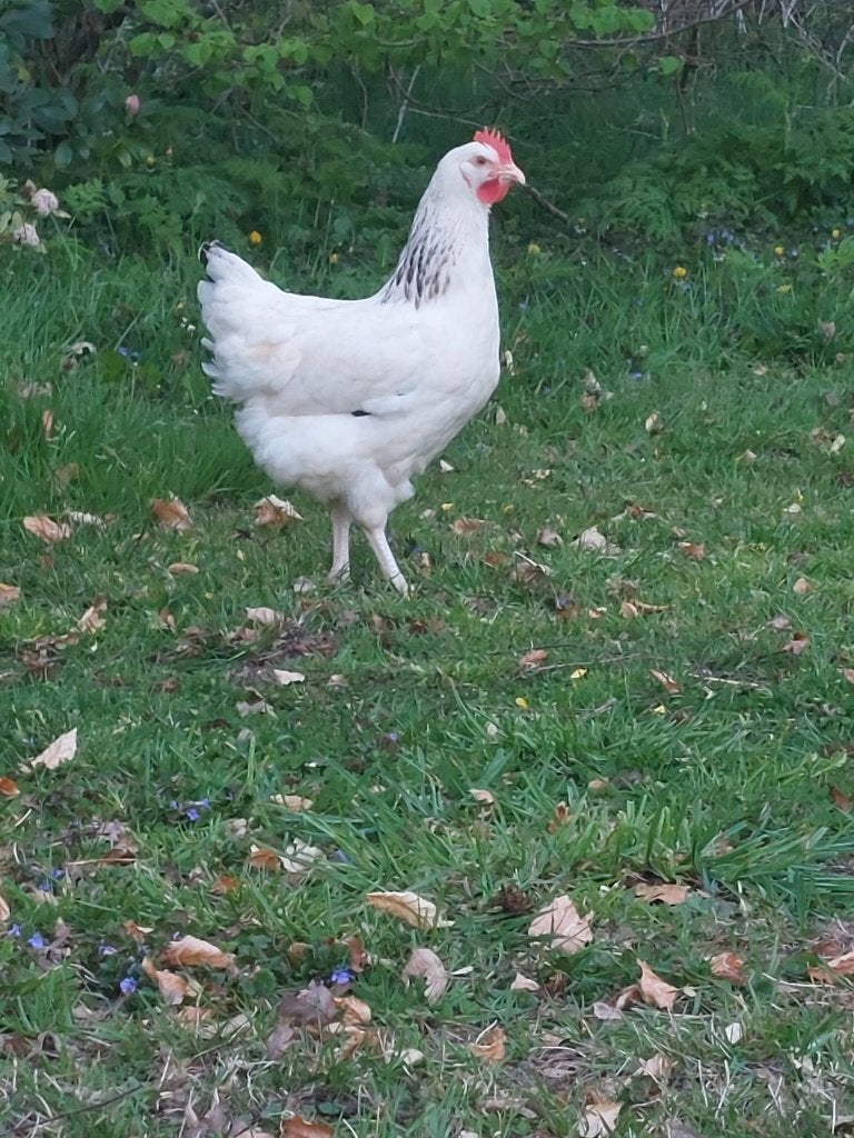 Sussex kippen - aan de leg -vriendelijk en dociel karakter, Vrouwelijk, Kip