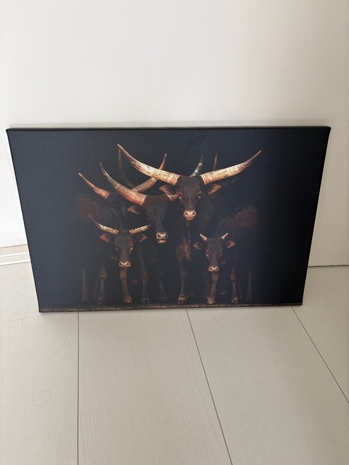 Canvas schilderij 'Watusi runderen' 60x40 cm, Gebruikt, Ophalen of Verzenden, Schilderij, 5 – 50