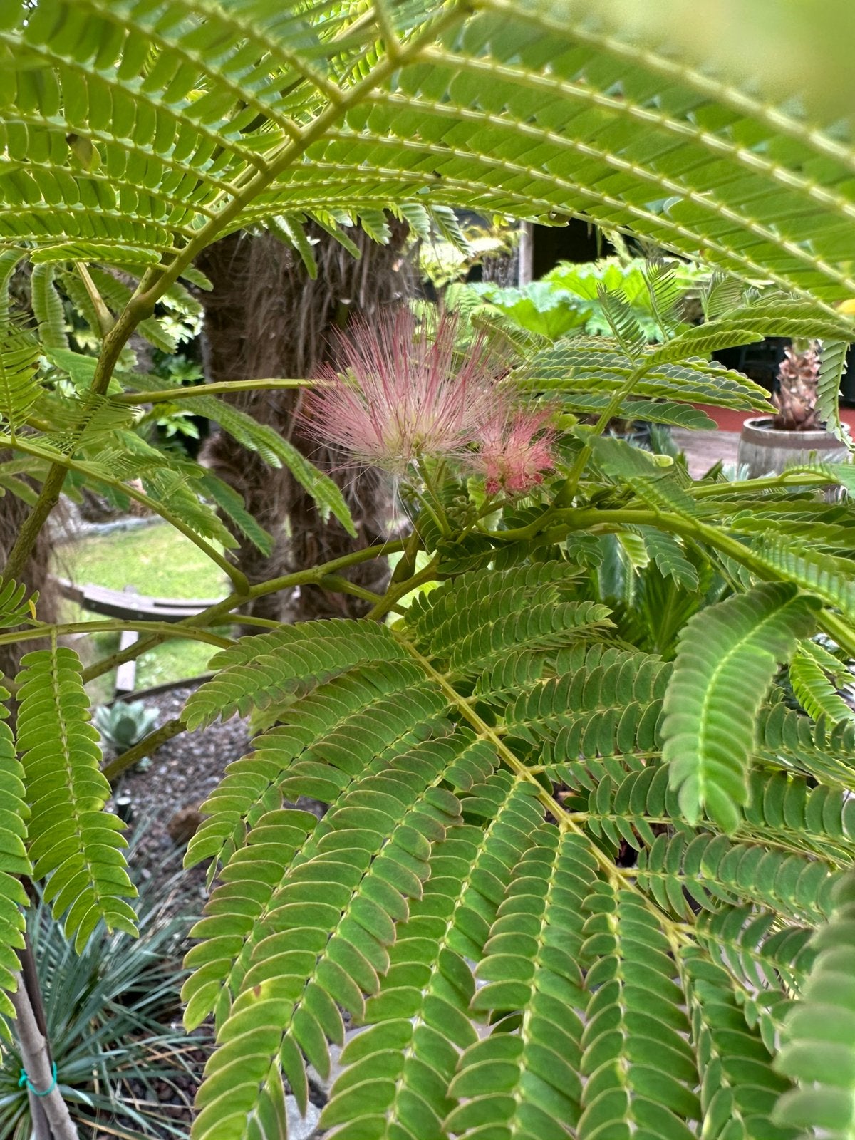 Mooie Albizia, Perzische slaapboom, winterhard, in pot, Tuin en Terras, Planten | Bomen, Overige soorten, 100 tot 250 cm, Zomer