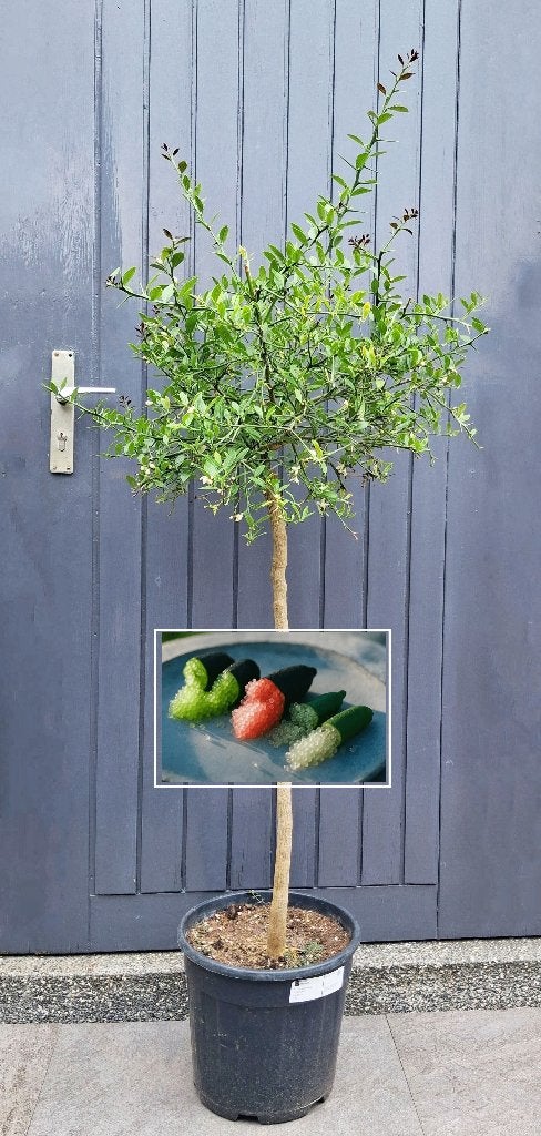 1 Finger Lime- Citroenkaviaar- Citrus Australasica -1.50 mtr, Ophalen, Volle zon, In pot, Citroenboom