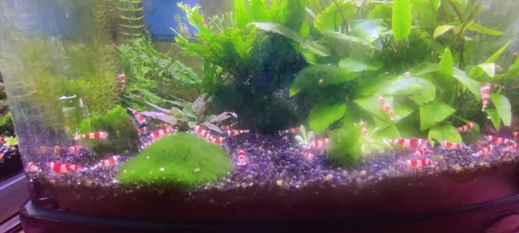 crystal red garnalen, Kreeft, Krab of Garnaal, Zoetwatervis, Schoolvis