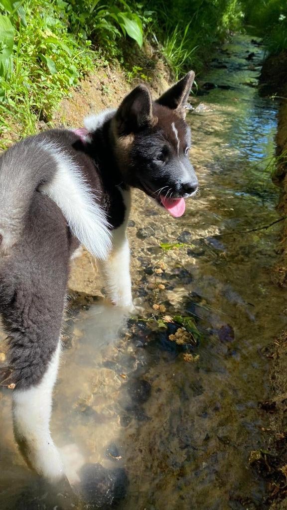 Prachtige Raszuivere American Akita Pups, Overige rassen, 8 tot 15 weken, Meerdere, Meerdere dieren