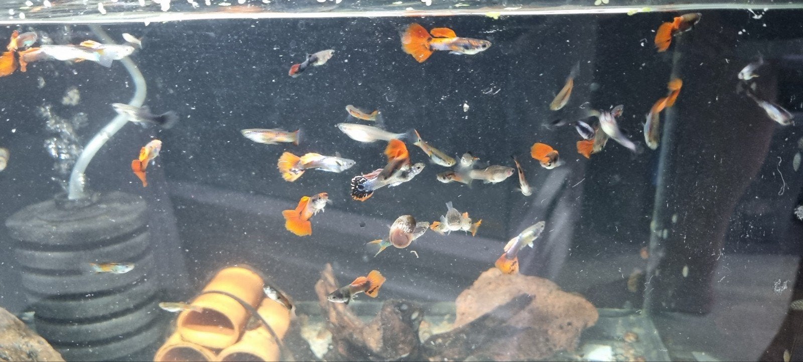 🔴️Prachtige guppen mix 10st. voor €10,- ♦️(Eigen Kweek), Dieren en Toebehoren, Vissen | Aquariumvissen, Vis