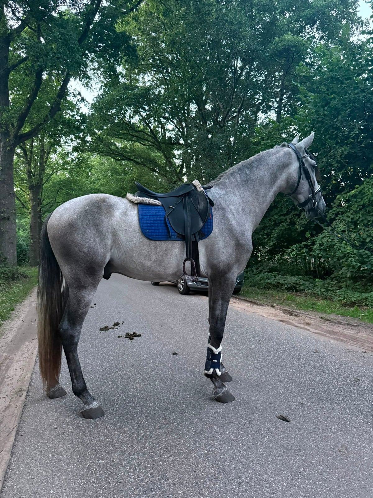 Super knappe en brave ruin!, Ruin, Dressuurpaard, 3 tot 6 jaar, 165 tot 170 cm
