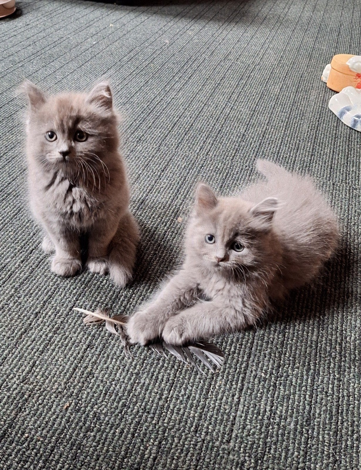 grijze katers kitten Noorse Boskat x Ragdoll, Dieren en Toebehoren, Katten en Kittens | Raskatten | Langhaar, Kater, Ontwormd
