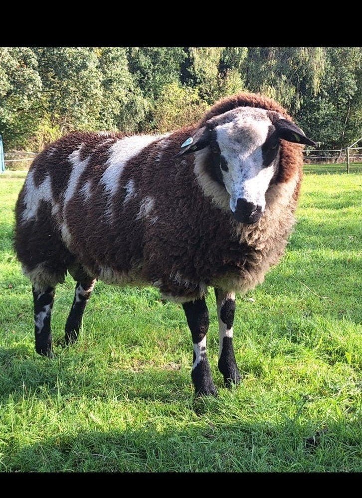 Jonge bonte dekram, Dieren en Toebehoren, Mannelijk, Schaap