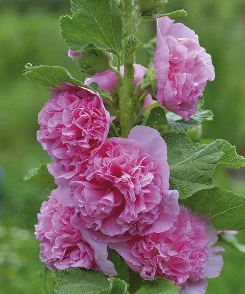 Roze Stokroos - Meerjarige Zelfzaaiende Volle Zon Plant, Ophalen of Verzenden, Najaar, Volle zon, Zaad