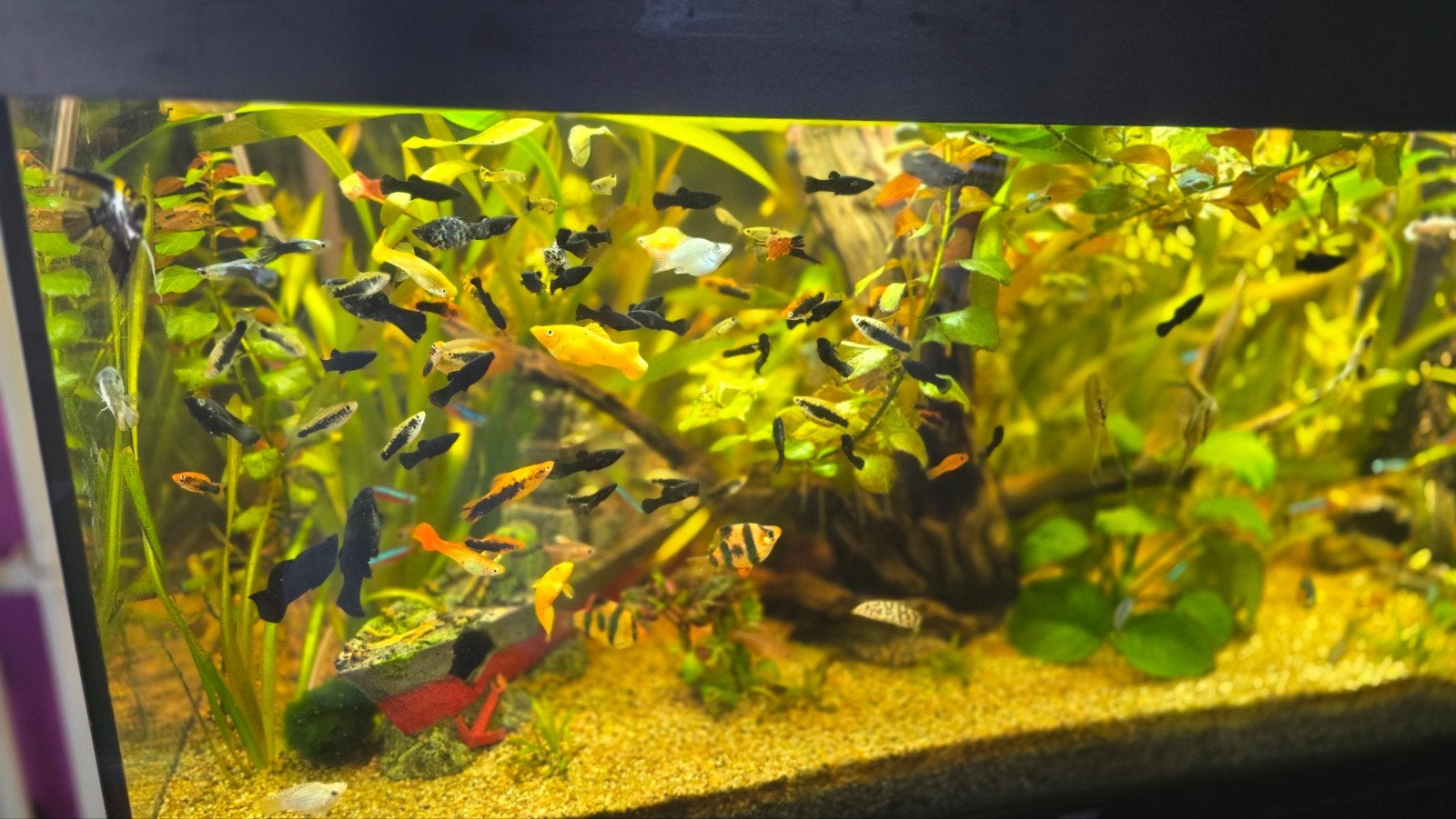 Black Molly te koop, Vis, Zoetwatervis