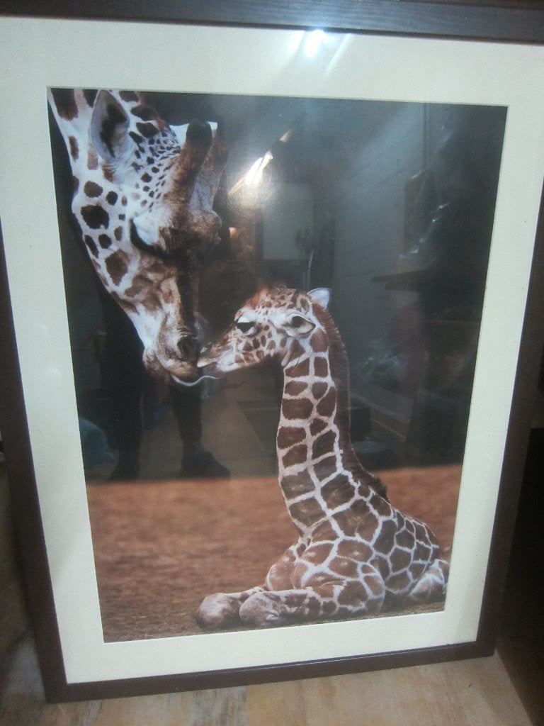 Groot ingelijsd schilderij poster van GIRAFFE kust veulen, Antiek en Kunst, Achter glas, Realistisch, Overige technieken, Dieren