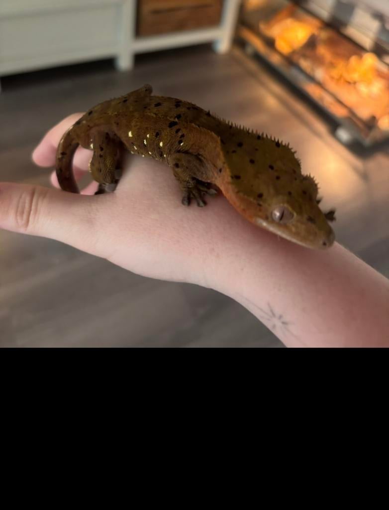 Correlophus ciliatus - Wimpergekko - Crested Gecko, Dieren en Toebehoren, Vis