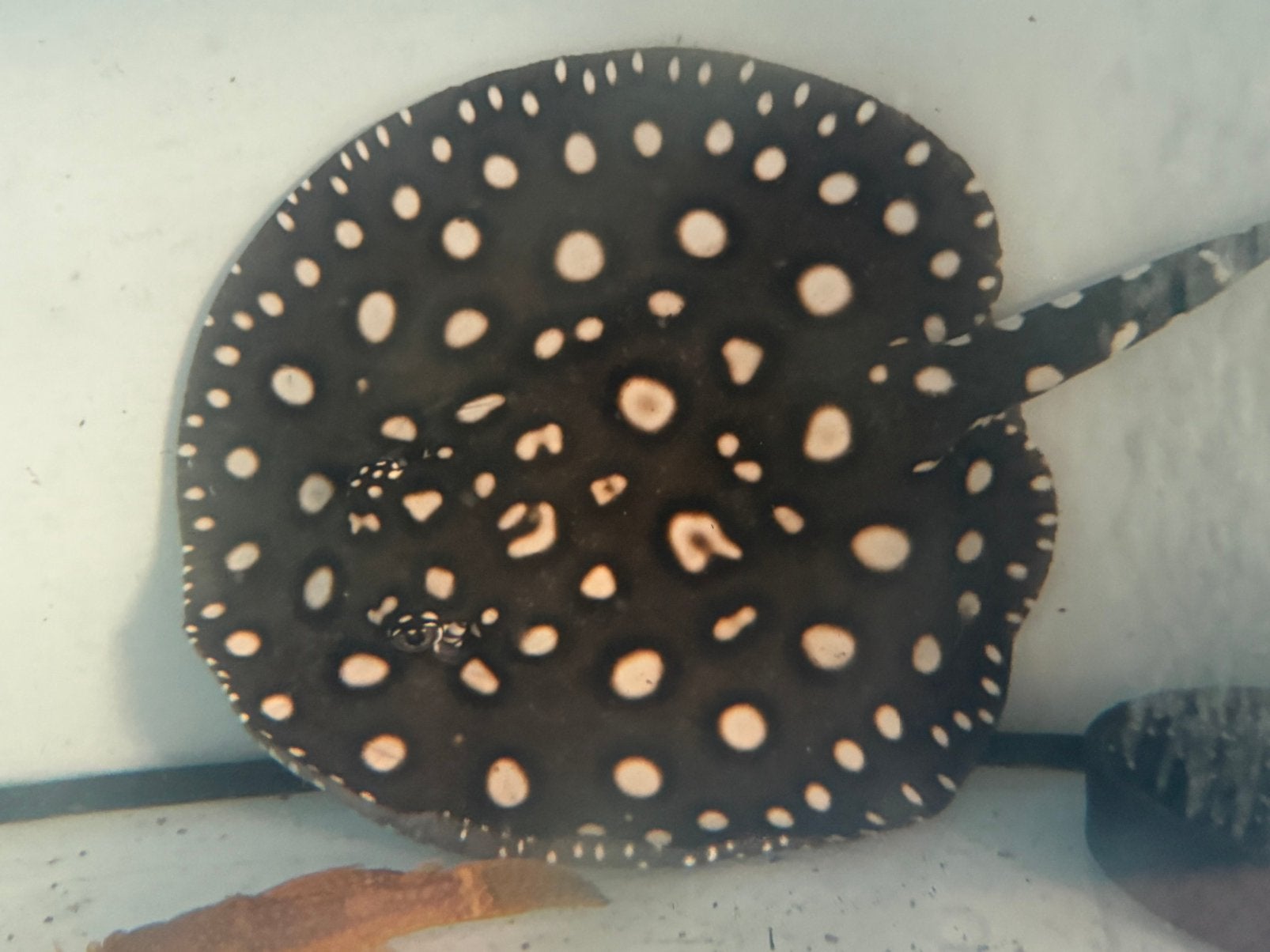 Roggen potamotrygon bl daimond x henlei vrouwtje., Dieren en Toebehoren, Vis