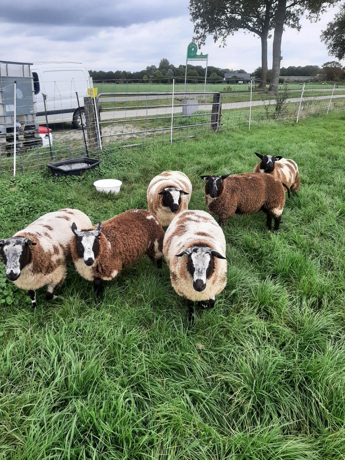 Bonte rammen te koop, Dieren en Toebehoren, Mannelijk, Schaap, 0 tot 2 jaar