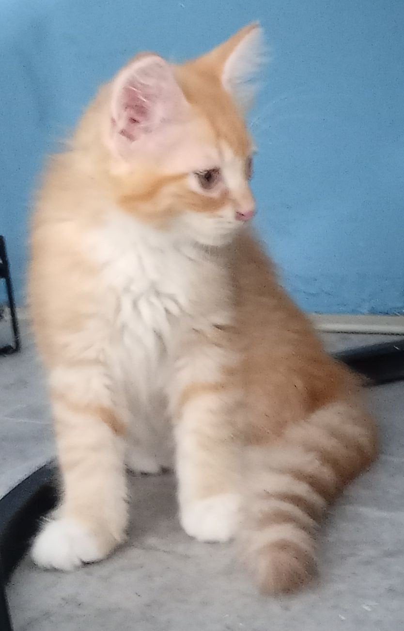 Maine Coon kittens XL langharig klaar voor vertrek, Dieren en Toebehoren, Meerdere dieren, Ontwormd, 0 tot 2 jaar