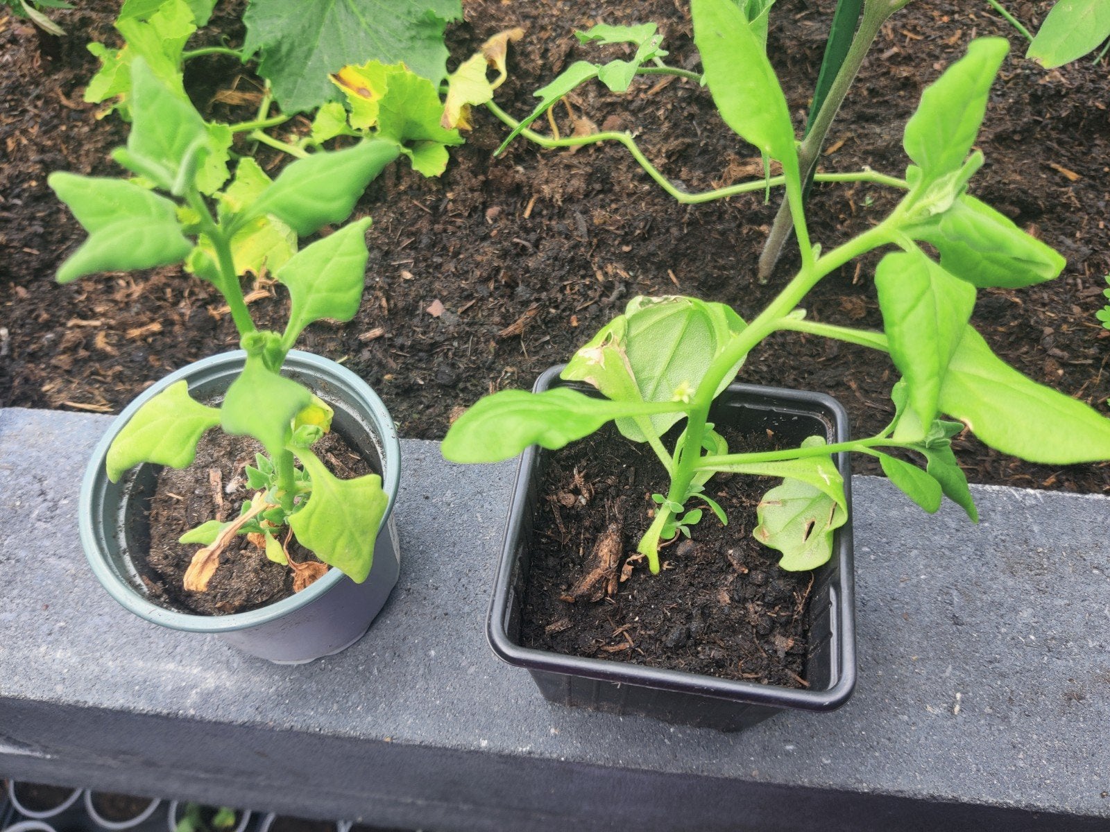 Nieuw Zeelandse spinazie , laatste 5  plantjes, Tuin en Terras, Ophalen, Eenjarig, Groenteplanten, Volle zon