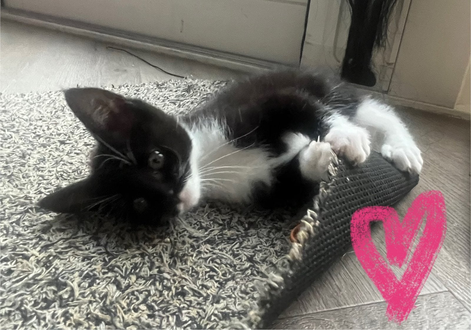 Kittens, Dieren en Toebehoren, Meerdere dieren