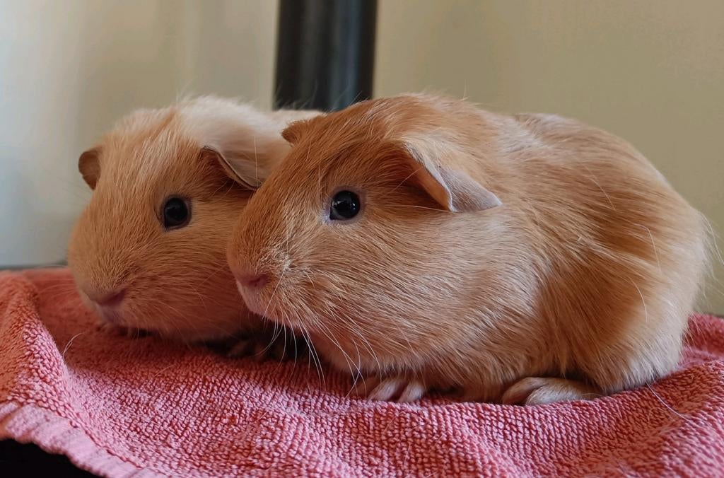 Twee jonge cavia's, Dieren en Toebehoren, Knaagdieren, Maart, Mannelijk, Cavia