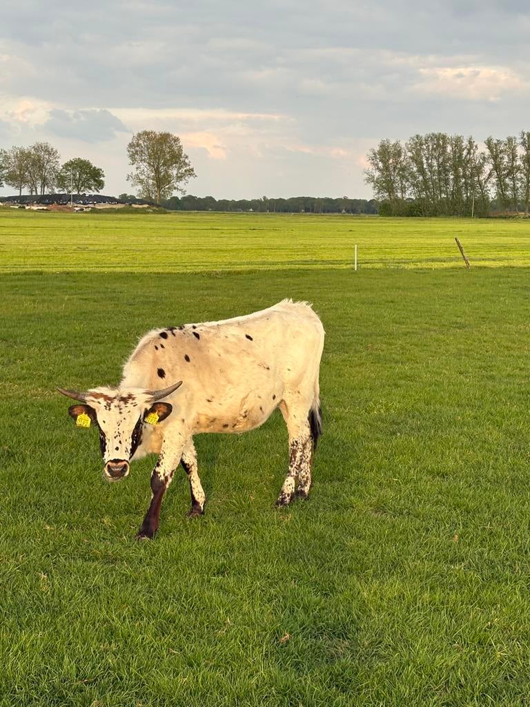 Texas Longhorn Koe en Pink te koop, Dieren en Toebehoren, Runderen, Vrouwelijk