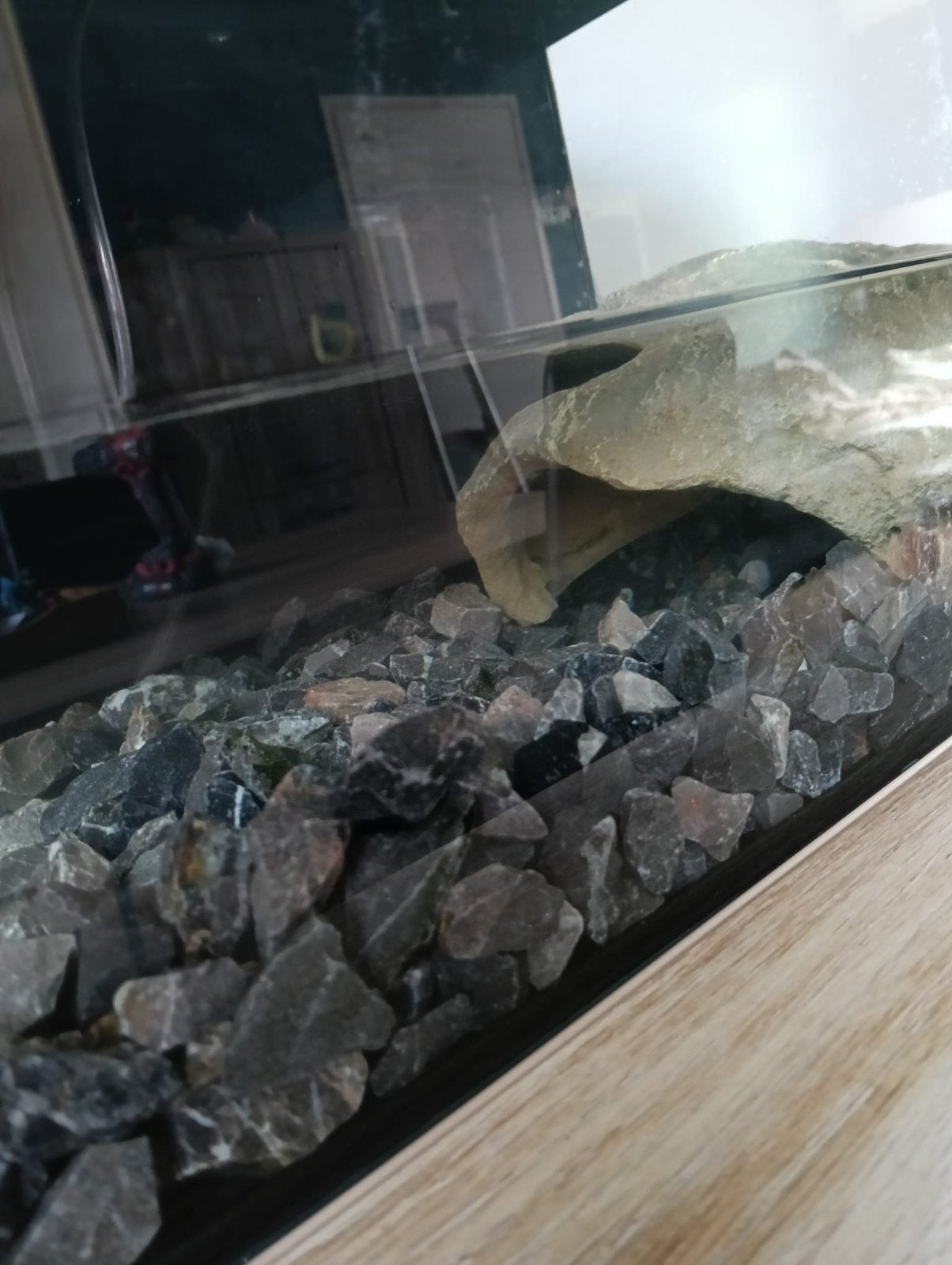 Axelot met aquarium, Dieren en Toebehoren, Ophalen, Zo goed als nieuw