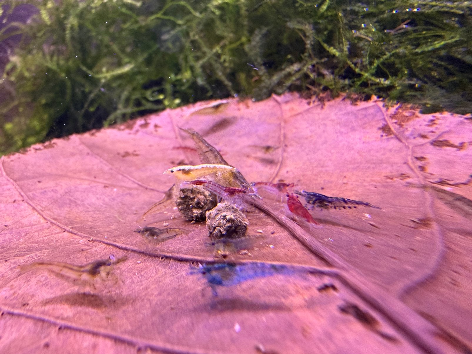 Neocaridina garnalen mix, Dieren en Toebehoren, Kreeft, Krab of Garnaal, Zoetwatervis
