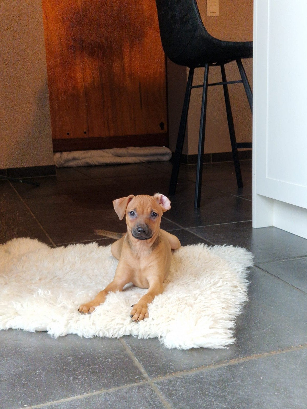 puppy te koop Dwergpinschers, België, Particulier, 8 tot 15 weken, Eén hond