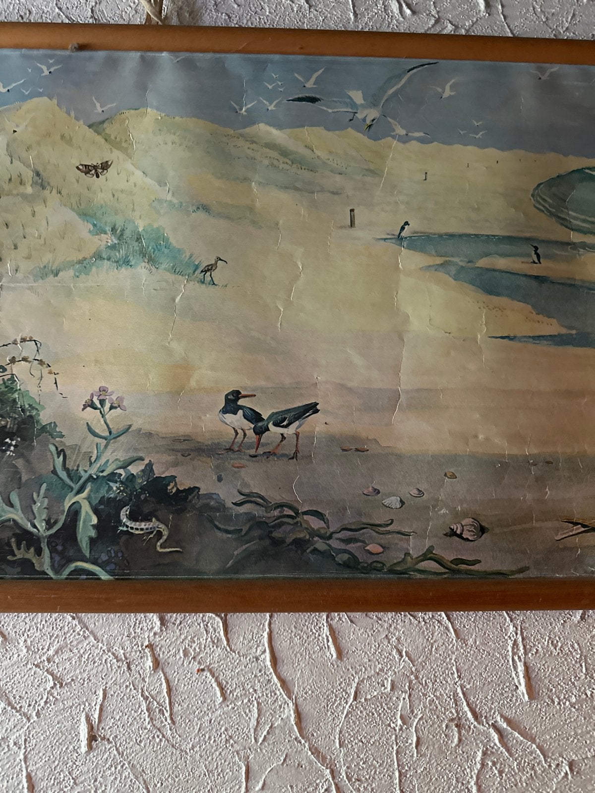 Foto 4 van Vintage Schoolplaat Natuur en Biologie