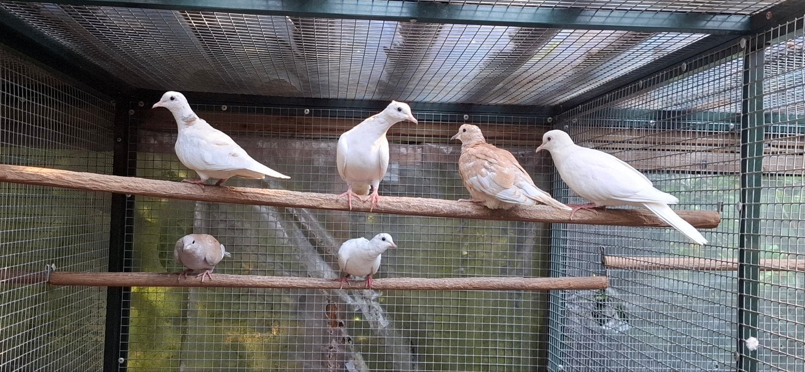 Tekoop tortelduifjes, Meerdere dieren