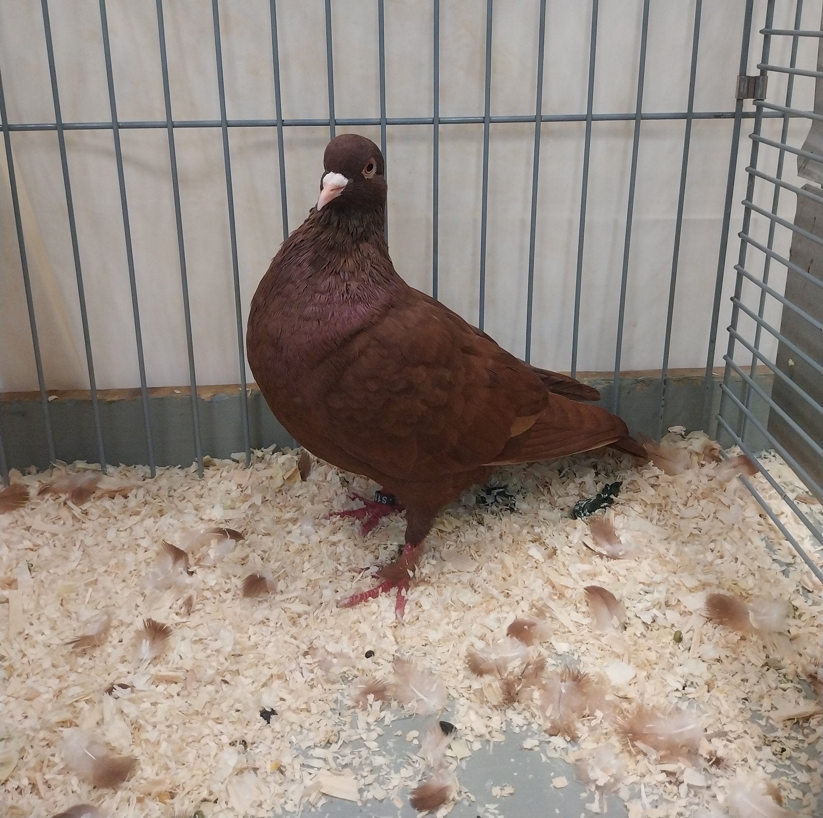 Te koop Carneau duiven, Dieren en Toebehoren, Meerdere dieren, Overige soorten
