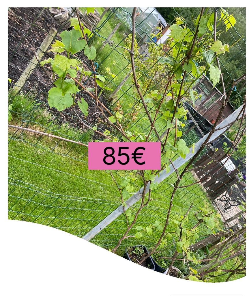 Wijndruiven blauw fruitboom sarmalık tuinplant  üzüm agacı, Ophalen of Verzenden, 100 tot 250 cm, Lente
