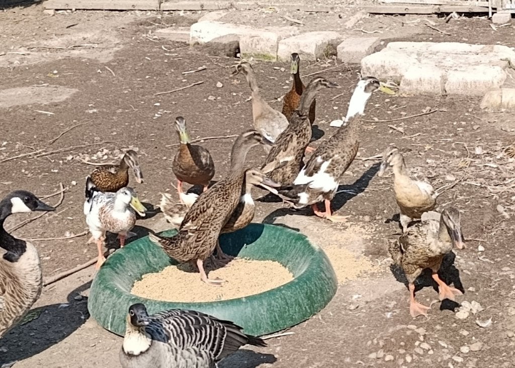 Indische loopeenden, Meerdere dieren, Eend