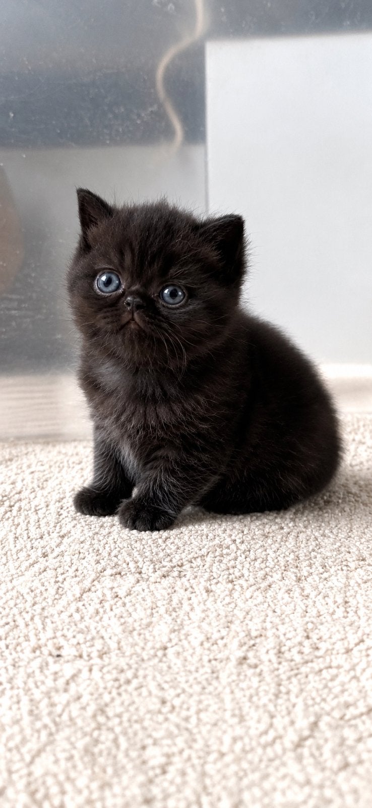 Uit internationale lijnen prachtige Brits korthaar poesjes, Poes, Met stamboom, 0 tot 2 jaar