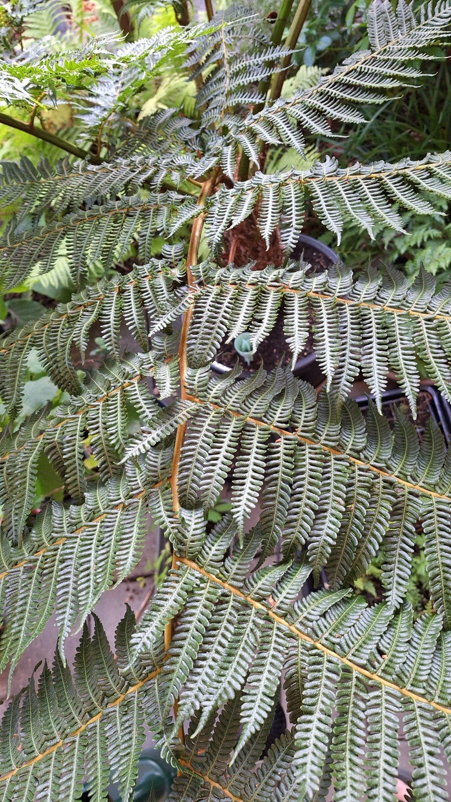 Tasmaanse boomvaren - Dicksonia Antarctica, Tuin en Terras, Planten | Tuinplanten, Vaste plant, Varens, Ophalen of Verzenden, Bloeit niet