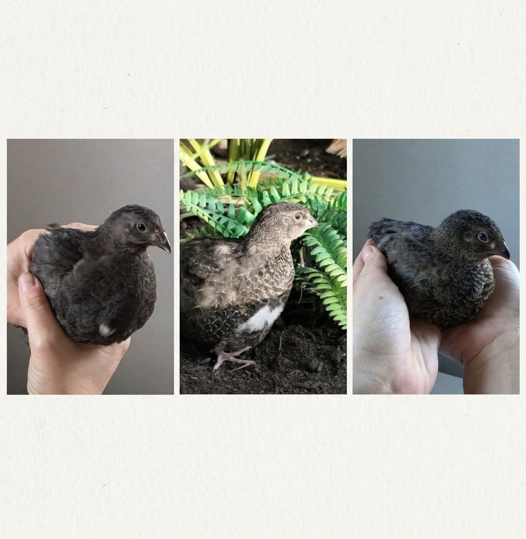 tamme Japanse kwartels (natuurbroed), Dieren en Toebehoren, Meerdere dieren
