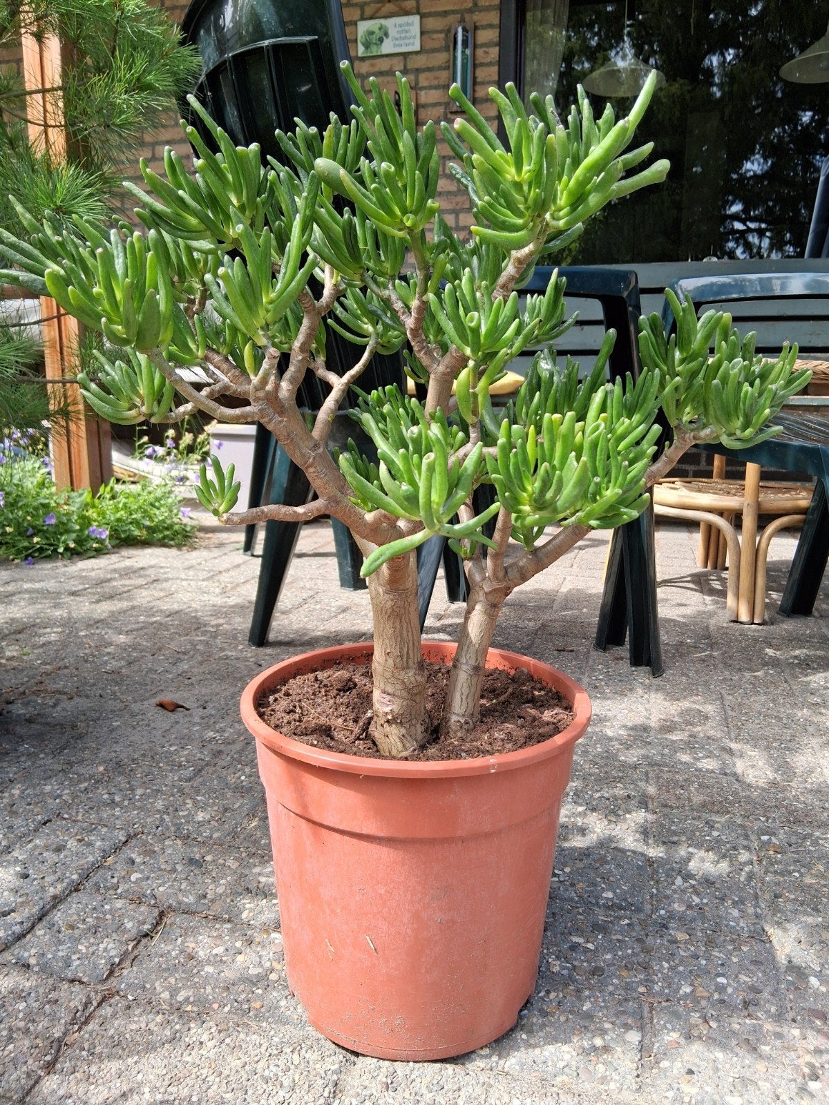 Crassula  Jadeplant. Horntree, Ophalen, Overige soorten, Volle zon