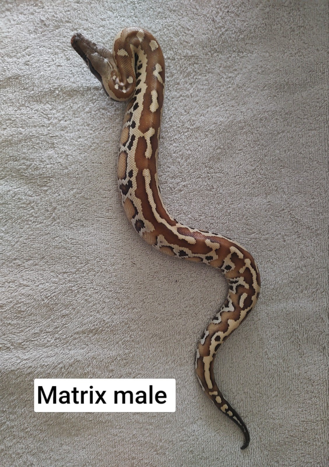 python Brongersmai, 1:1 Matrix nakweek 06-2026, Dieren en Toebehoren, Slang, 0 tot 2 jaar