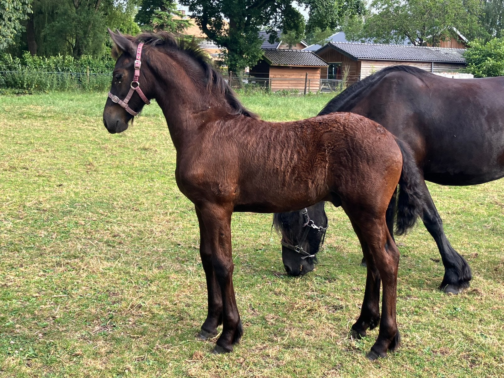 Fries hengst veulen Markus x Tsjalke, Dieren en Toebehoren, Paarden, Met stamboom, Niet van toepassing, Dressuurpaard, 0 tot 2 jaar