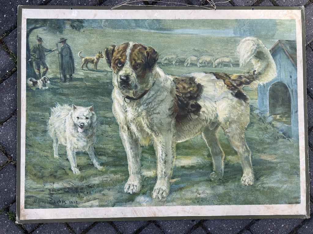 Sint-Bernhardhond, Antiek en Kunst, Antiek | Schoolplaten, Ophalen of Verzenden, Aardrijkskunde