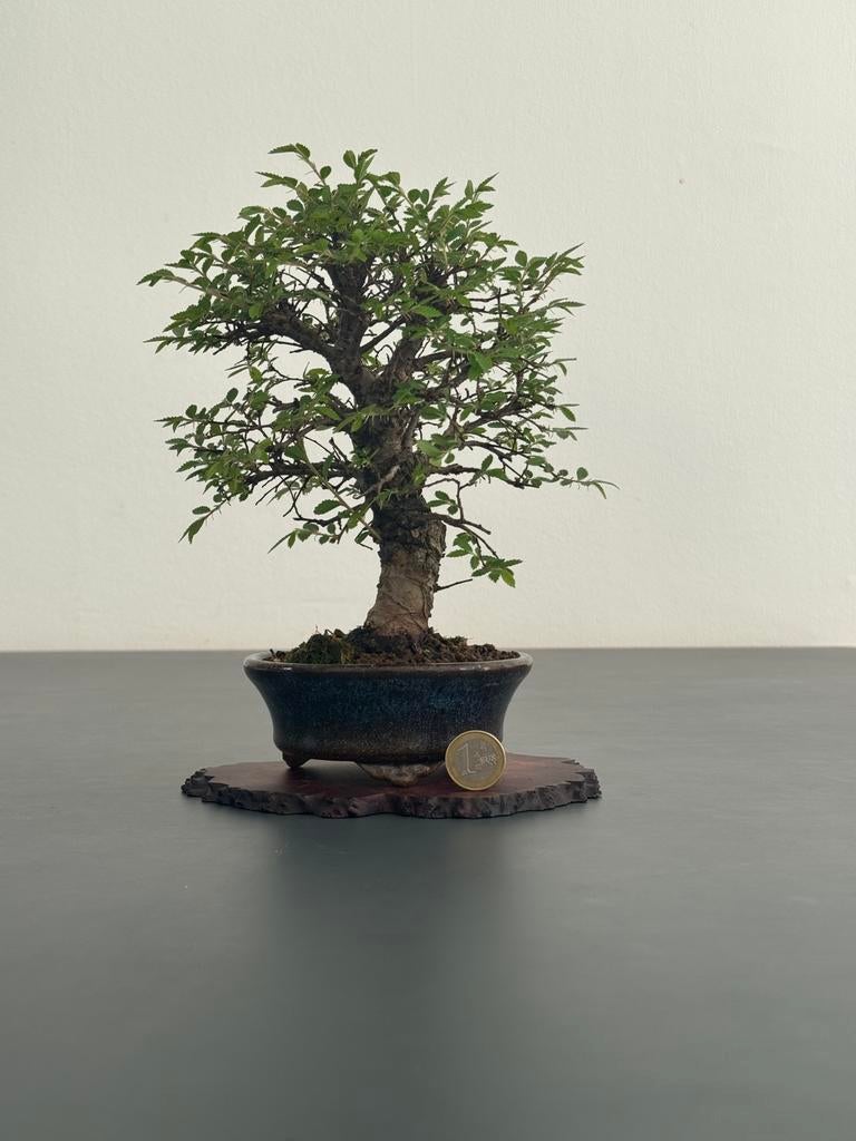 Ulmus parvifolia bonsai (20cm) #2, Bloeit niet, Halfschaduw, Minder dan 100 cm, Overige soorten