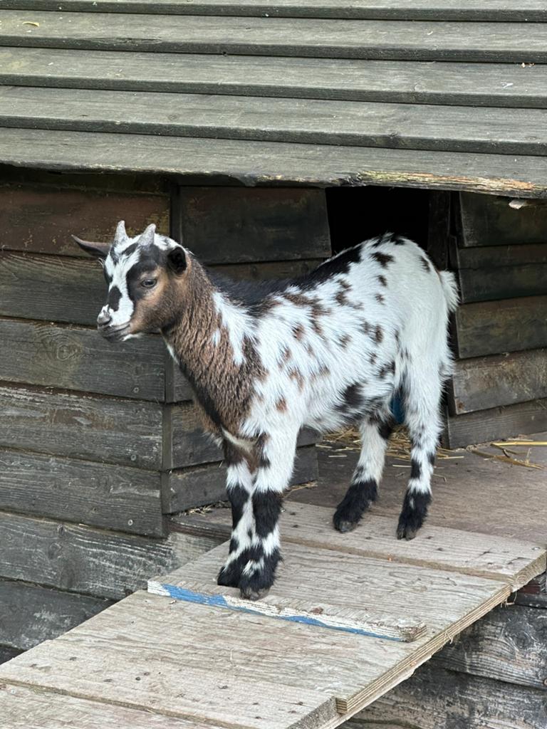 Dwergeiten, Dieren en Toebehoren, Schapen, Geiten en Varkens, Meerdere dieren
