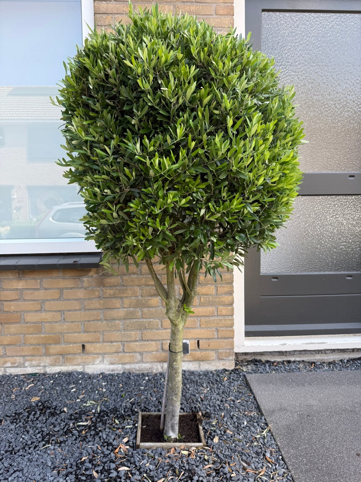 Olijfboom 170cm, Bloeit niet, 100 tot 250 cm, Olijfboom, Ophalen
