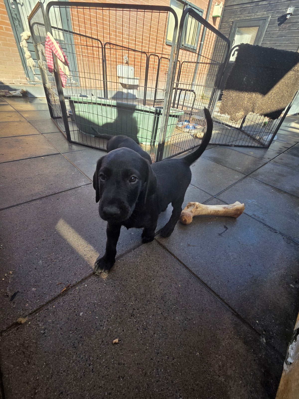 Te koop nog 2 Doberman kruising Pups, Overige rassen, 8 tot 15 weken, Parvo, Meerdere