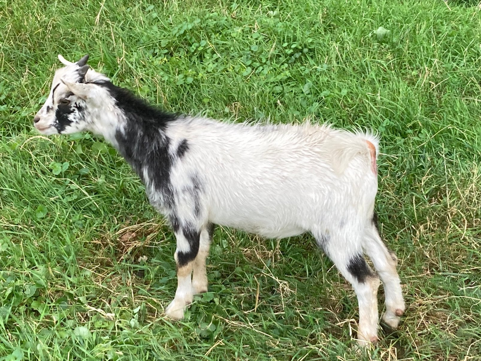 Geitenbok lam te koop!, Dieren en Toebehoren, Schapen, Geiten en Varkens, Mannelijk, Schaap, 0 tot 2 jaar