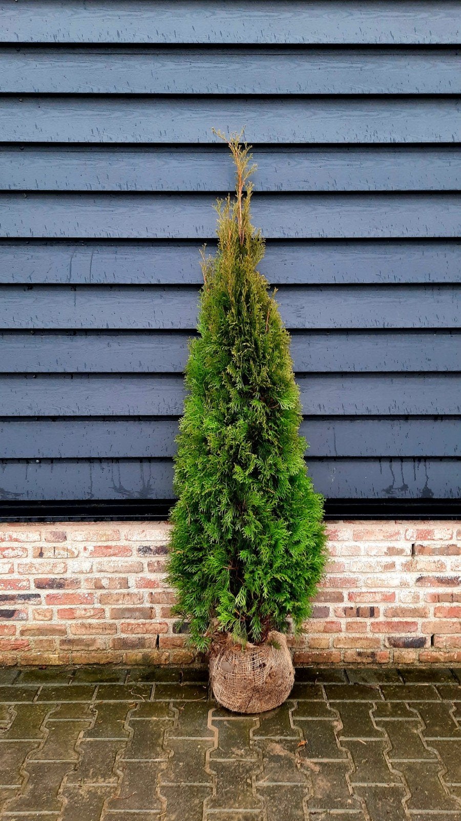 Conifeer Thuja occidentalis 'Smaragd' 🌲, Tuin en Terras, Planten | Struiken en Hagen, Ophalen, Conifeer, 100 tot 250 cm