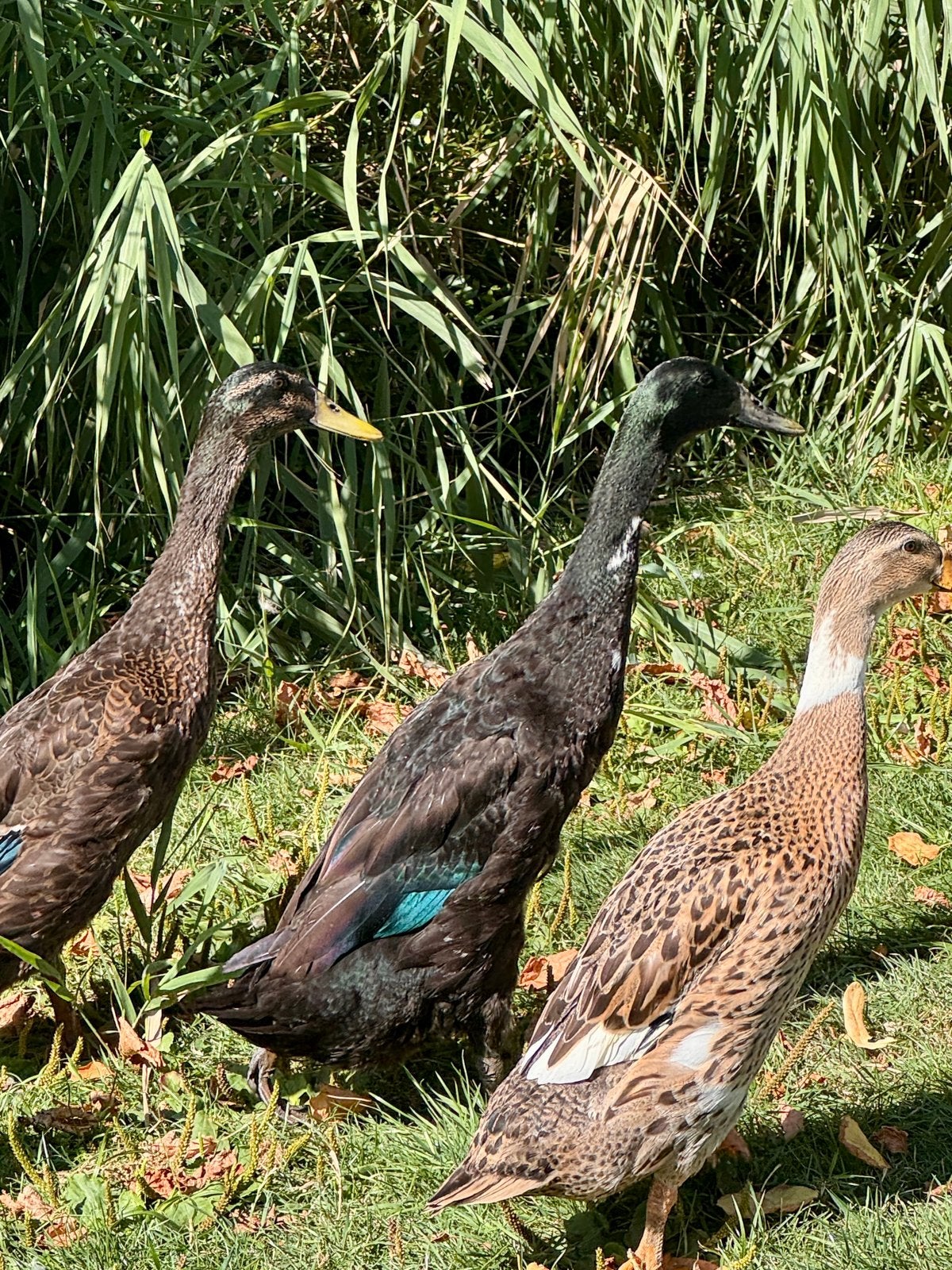 3 prachtige Indische loopeend heren zoeken een 5️ thuis, Dieren en Toebehoren, Mannelijk, Eend