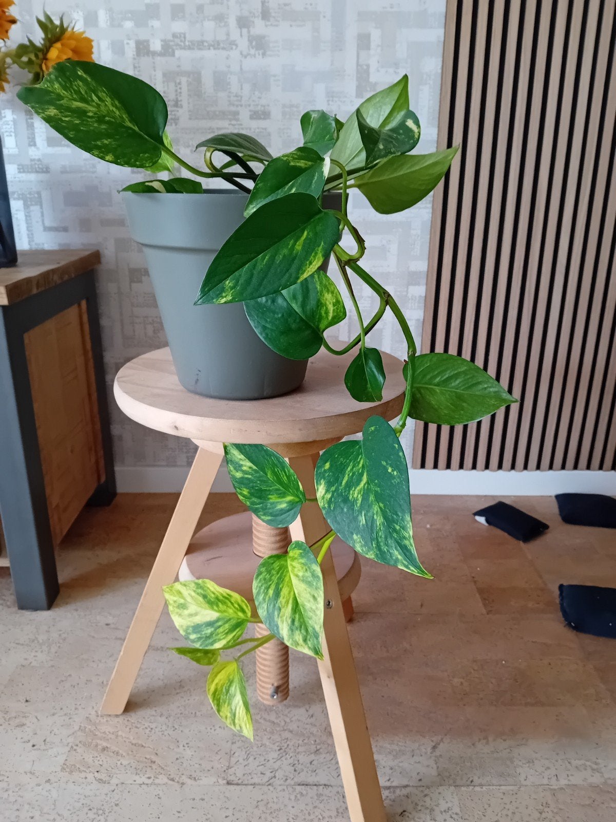 Epipremnum, Huis en Inrichting, Kamerplanten, Ophalen of Verzenden, Halfschaduw, Minder dan 100 cm